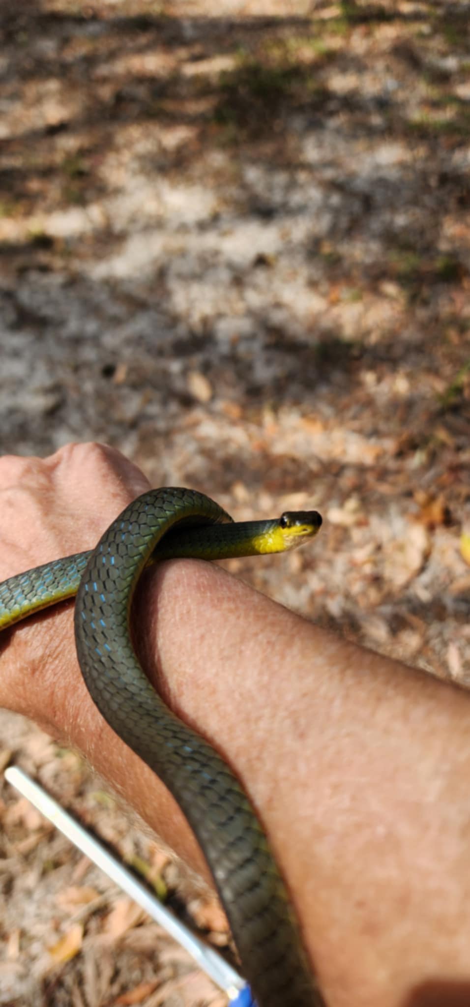 ipswich snake catchers 24/7 relocated this common tree snake also known as the green tree snake